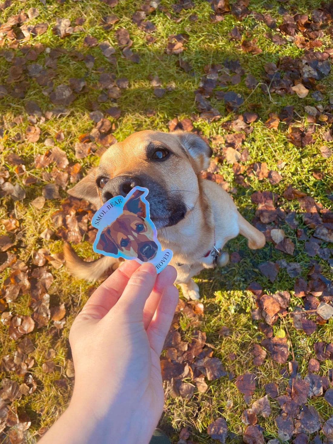 Holographic Smol Bear Approved Sticker
