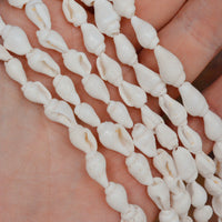 Natural Trumpet Shell Beads